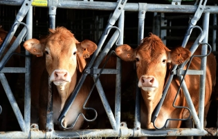 Dermatose nodulaire contagieuse : Seulement 113 vaches réellement infectées ?
