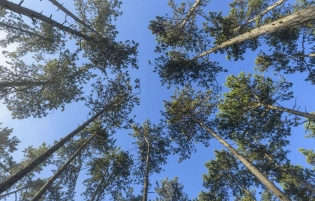 C’est quoi le nématode du pin, ce ravageur dangereux détecté pour la première fois en France ?