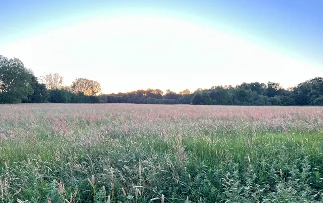 Transition écologique : les entreprises à l’heure des nouveaux récits