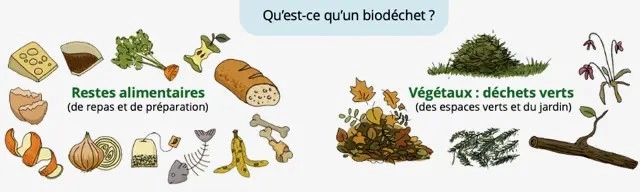 Restes alimentaires et déchets végétaux : les enjeux des biodéchets et les solutions locales de tri et de valorisation